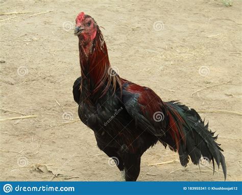 fighter cock images